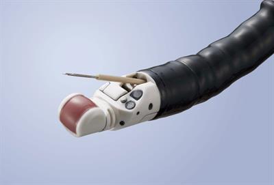 A proof-of-concept study on endoscopic ultrasound-guided biopsy of detrusor muscle in porcine bladders